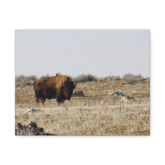 Bison Canvas