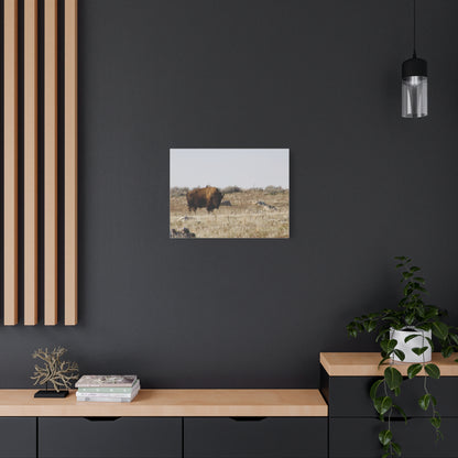 Bison Canvas