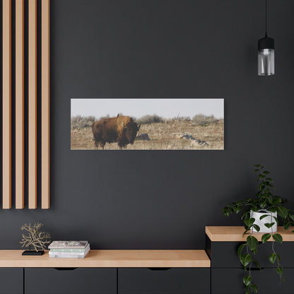Bison Canvas