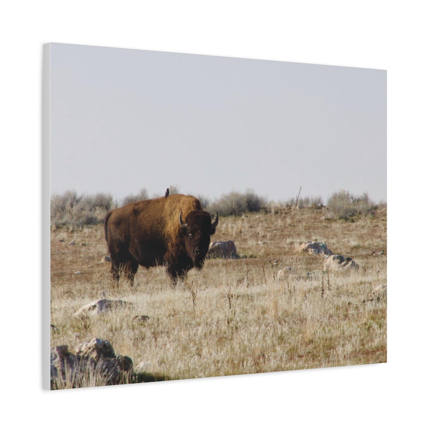 Bison Canvas