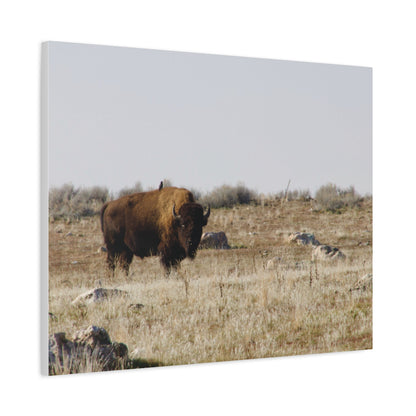 Bison Canvas
