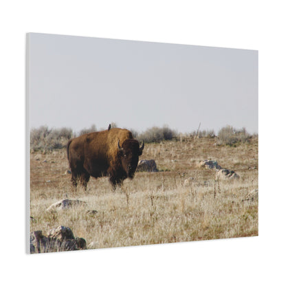 Bison Canvas