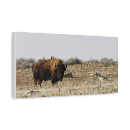 Bison Canvas