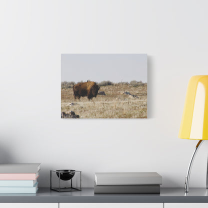Bison Canvas