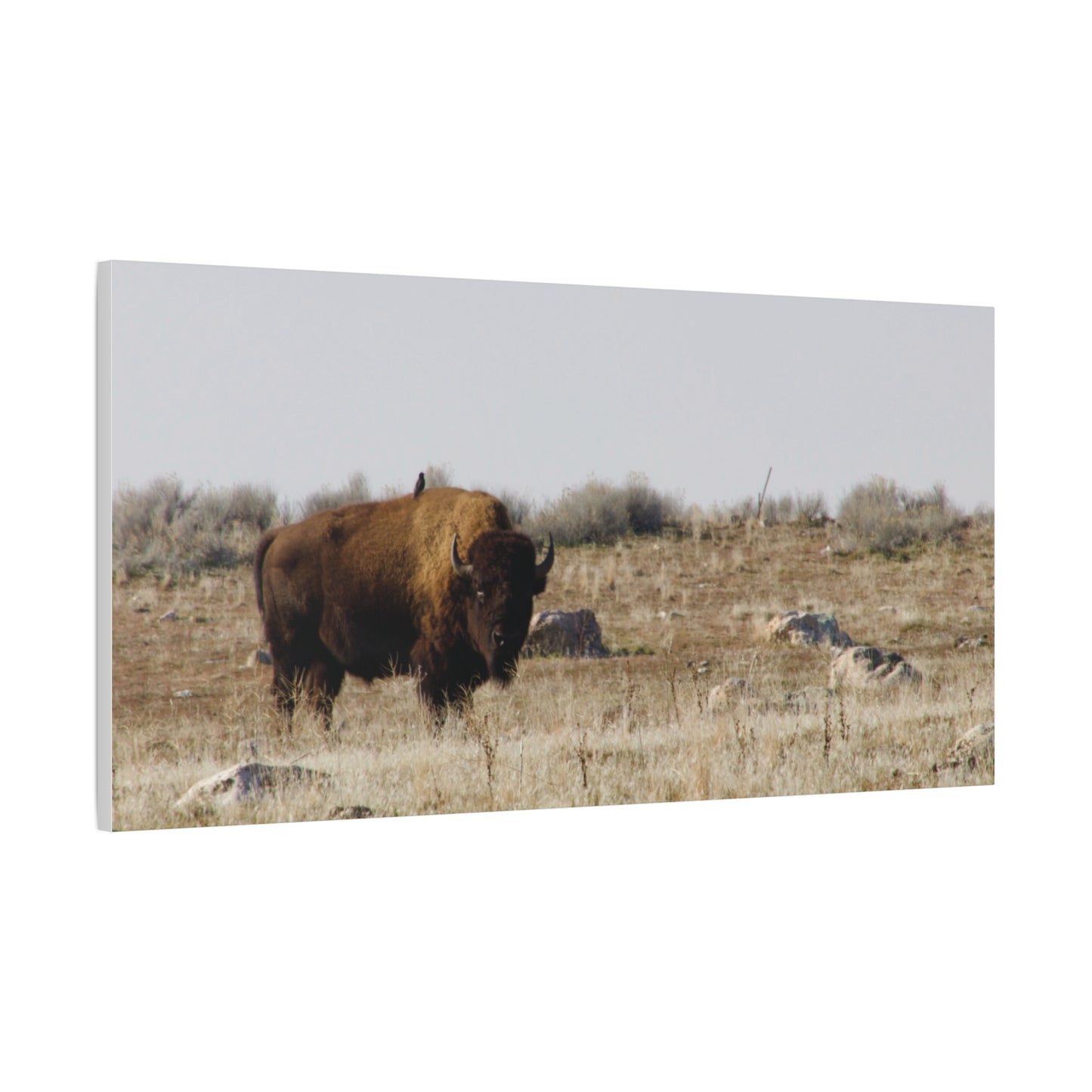Bison Canvas