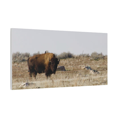 Bison Canvas