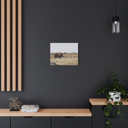 Bison Canvas