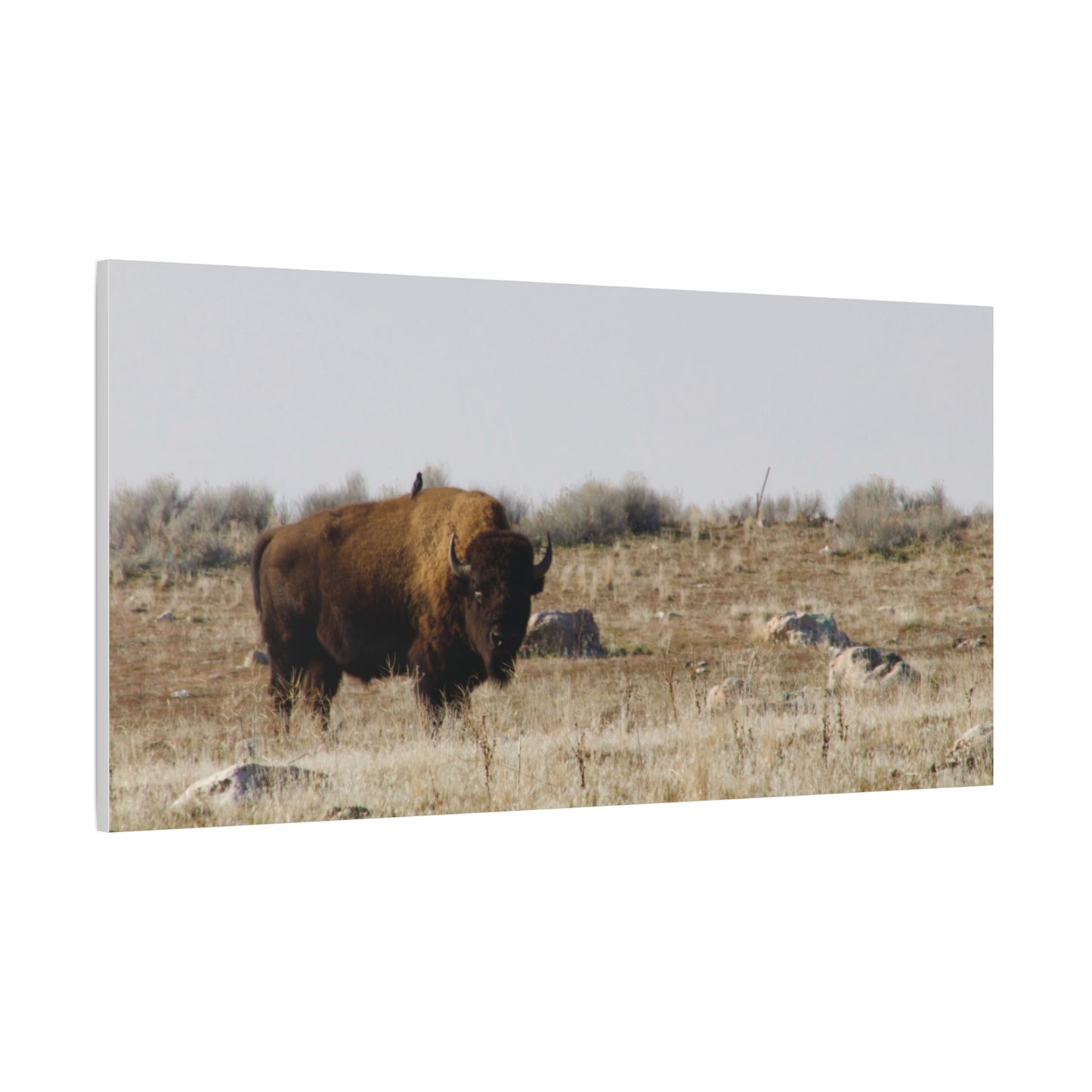 Bison Canvas