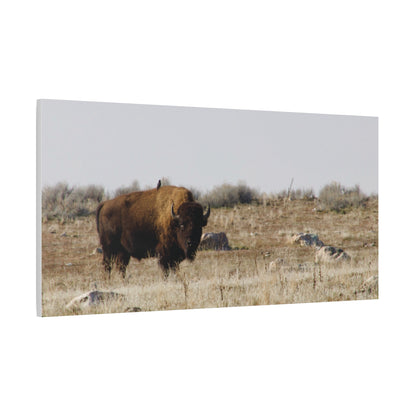 Bison Canvas