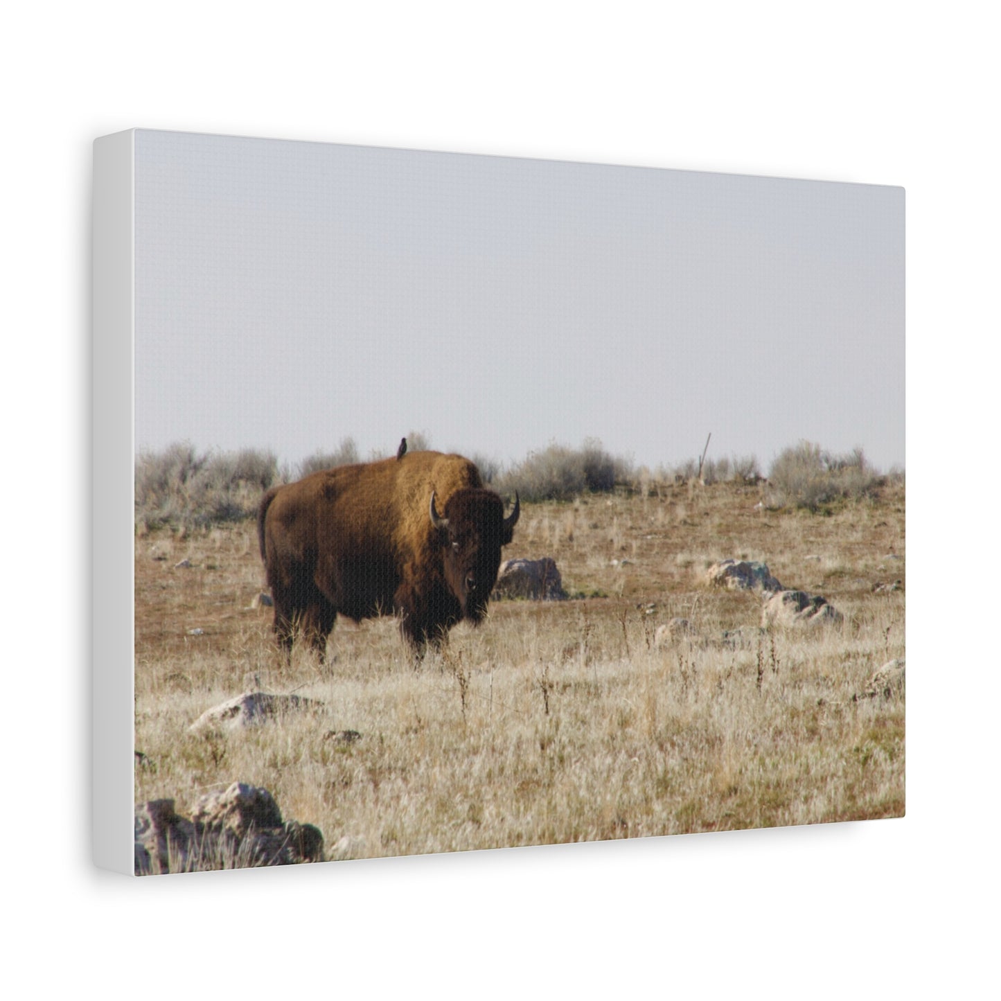 Bison Canvas