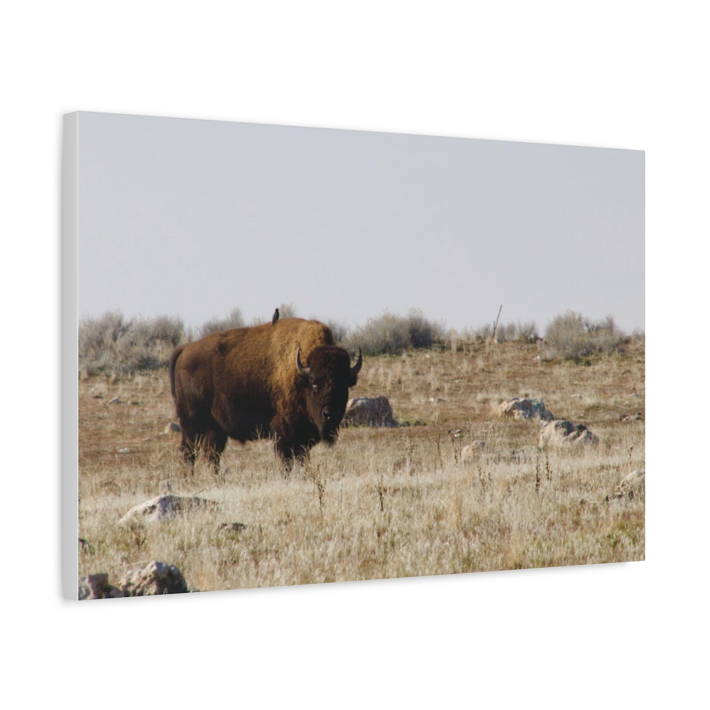 Bison Canvas