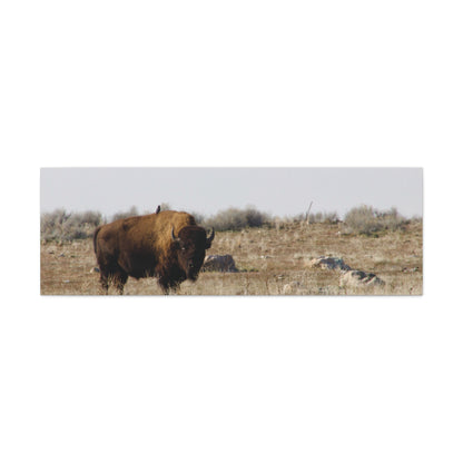Bison Canvas