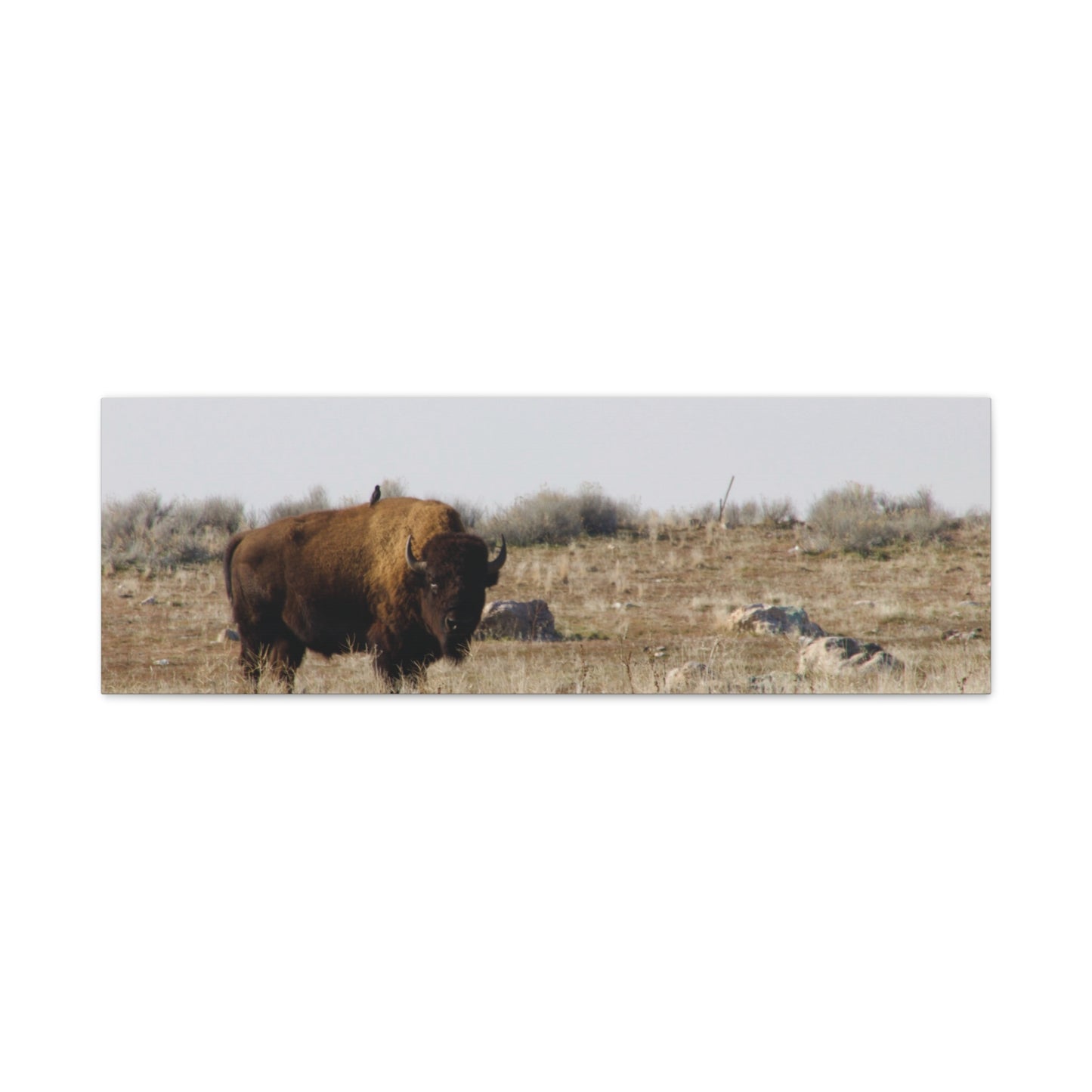 Bison Canvas