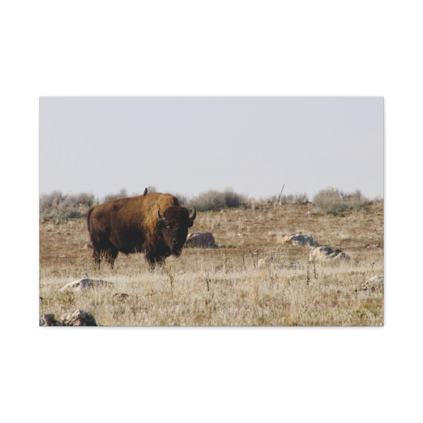 Bison Canvas