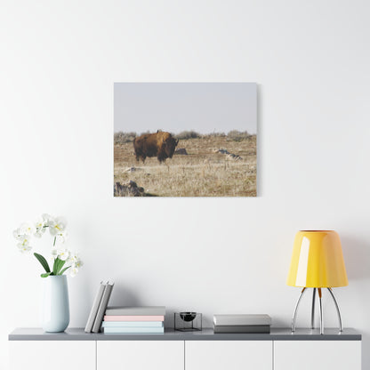 Bison Canvas