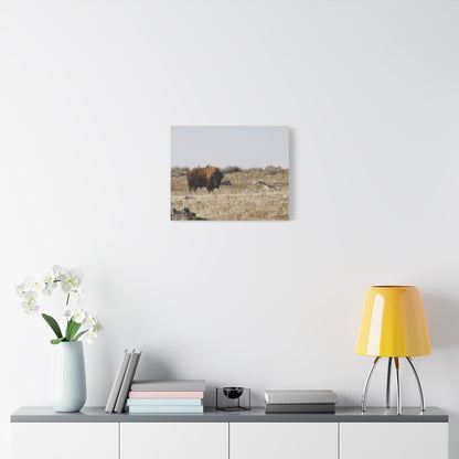 Bison Canvas