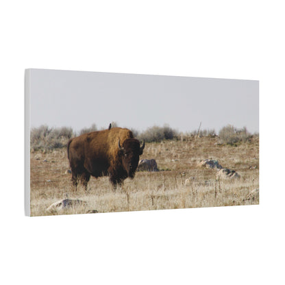 Bison Canvas