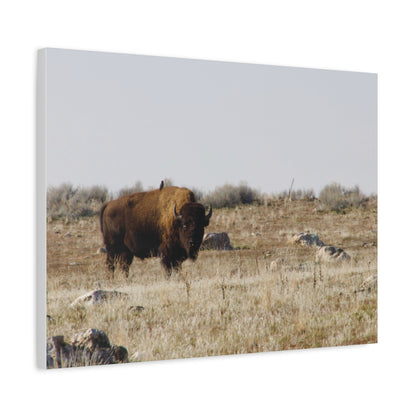 Bison Canvas