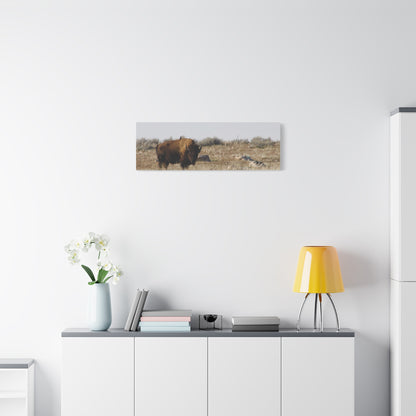 Bison Canvas