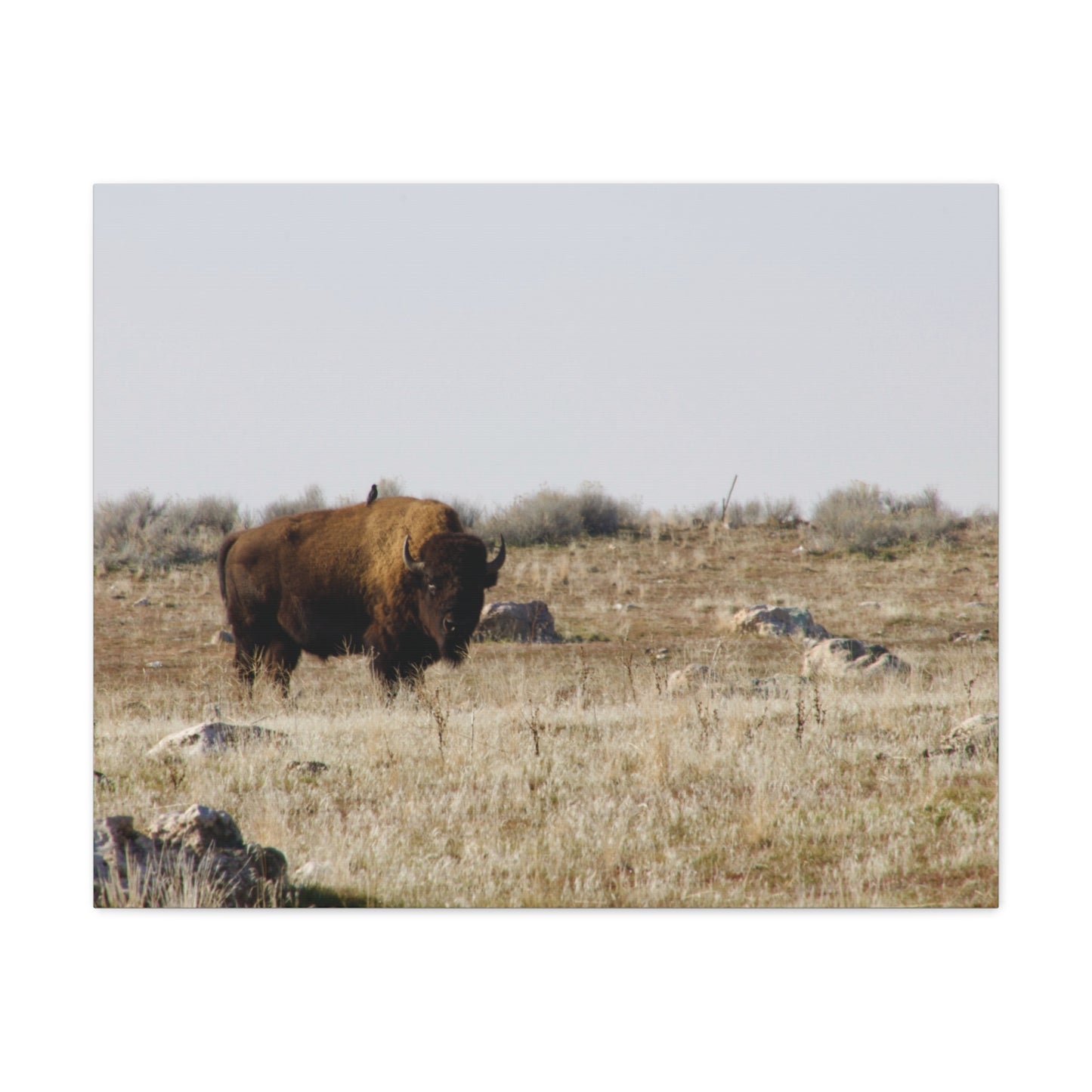 Bison Canvas