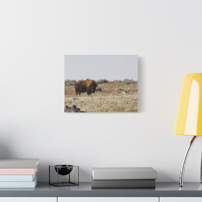 Bison Canvas