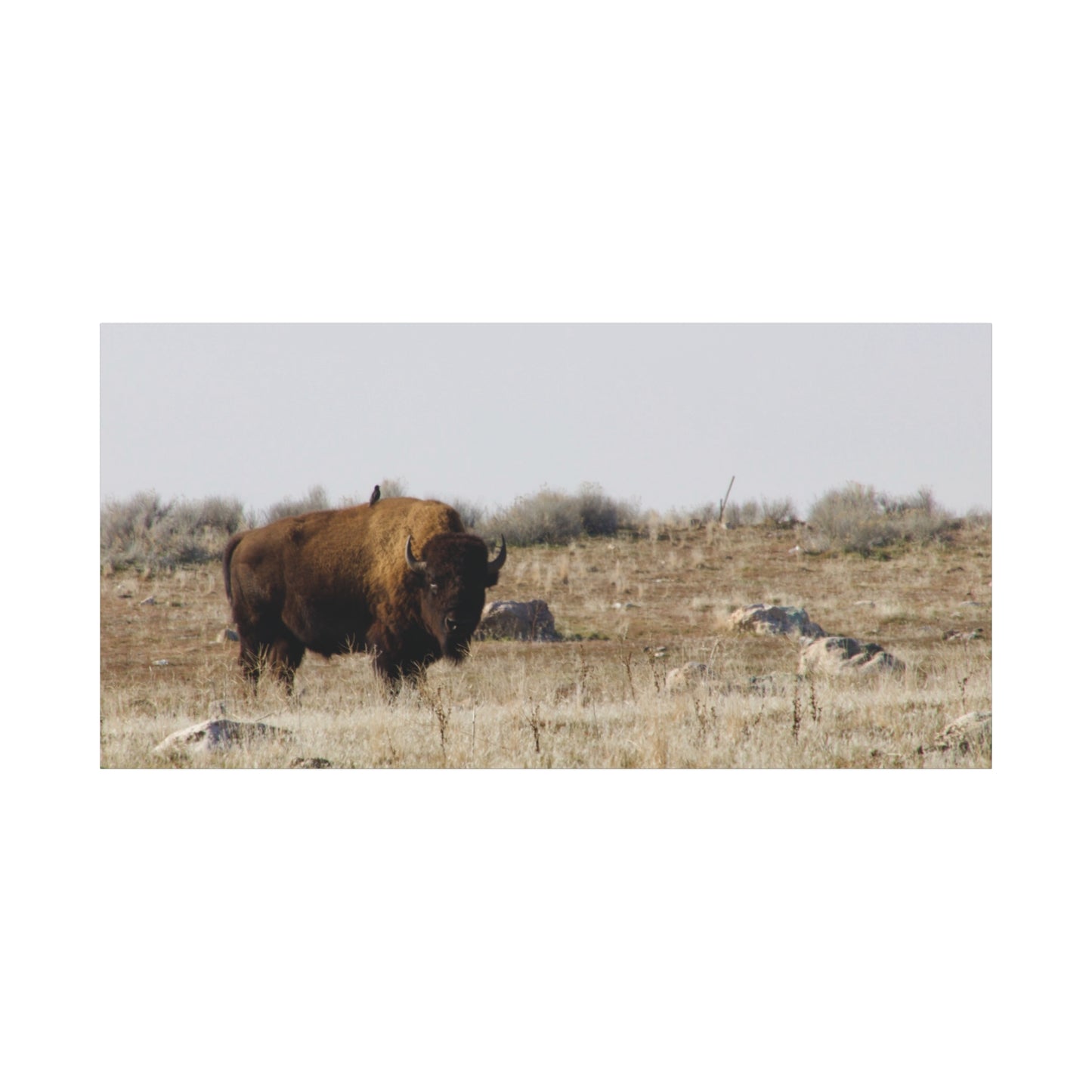 Bison Canvas