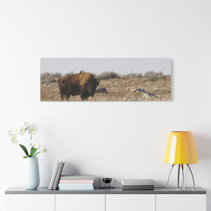 Bison Canvas
