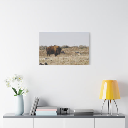 Bison Canvas