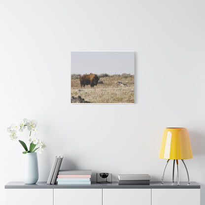 Bison Canvas