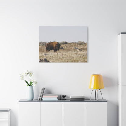 Bison Canvas