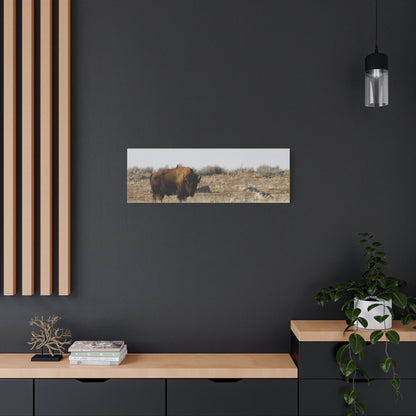 Bison Canvas