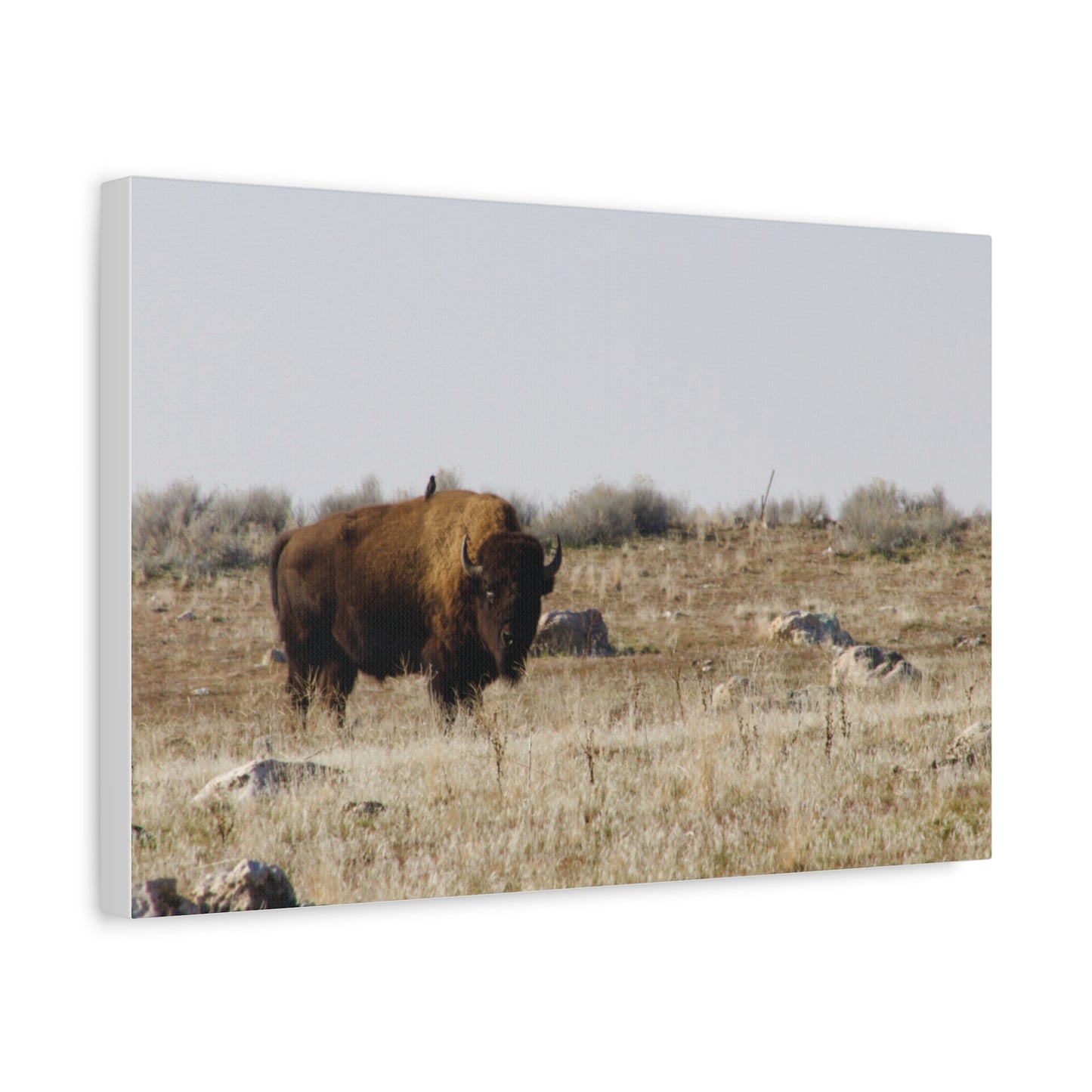Bison Canvas