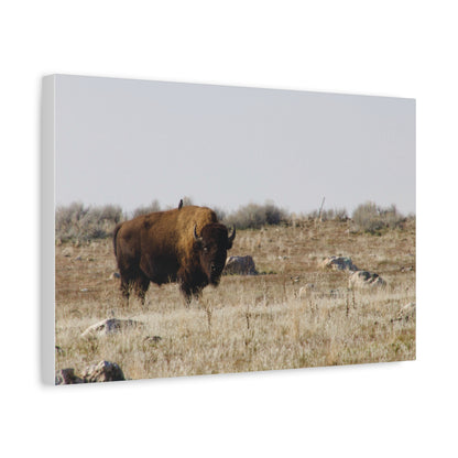 Bison Canvas