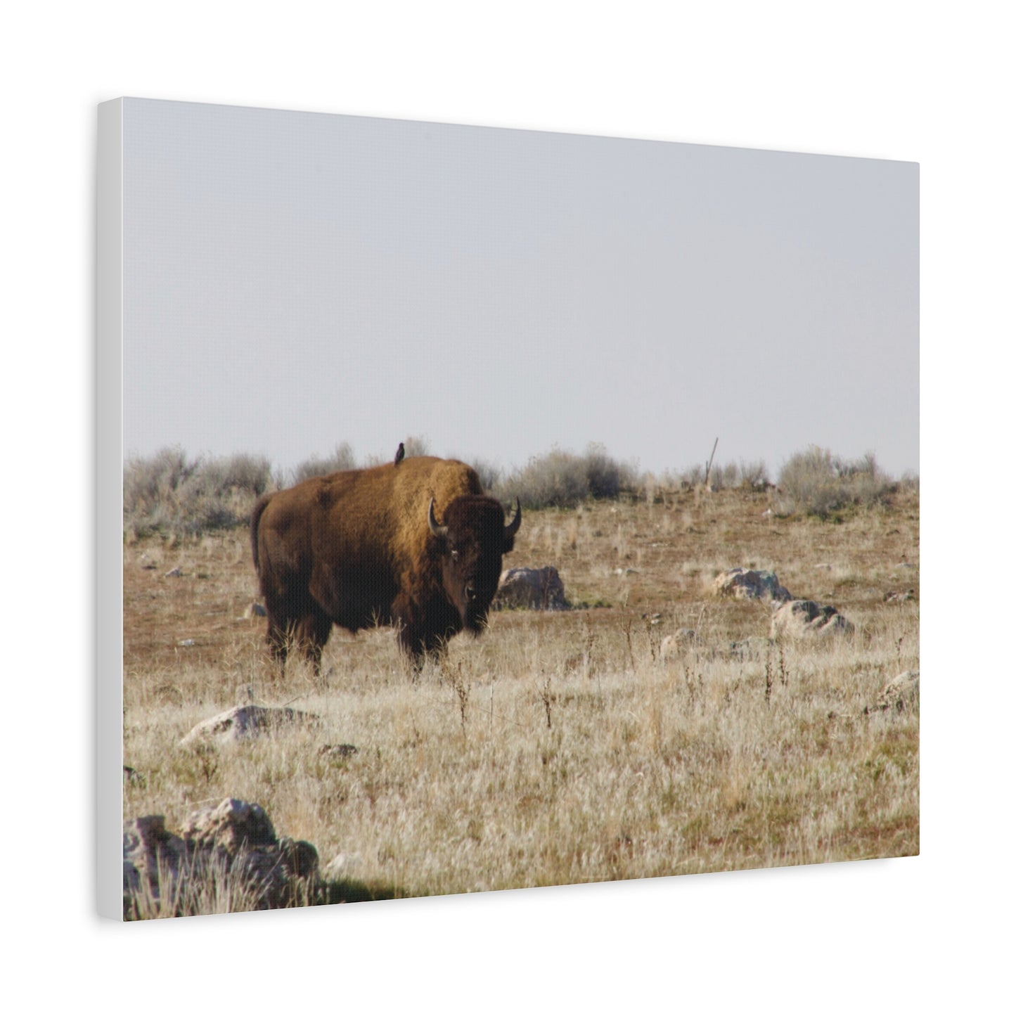 Bison Canvas