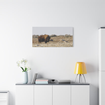 Bison Canvas