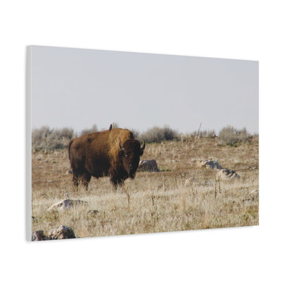 Bison Canvas