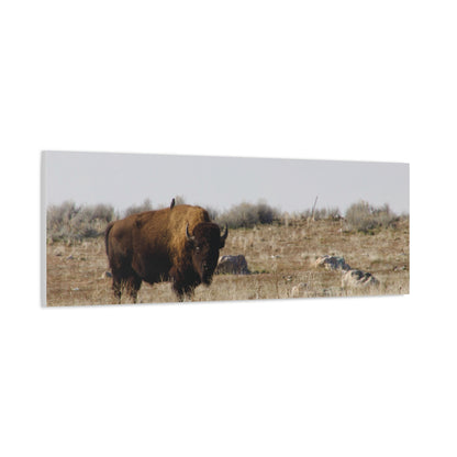 Bison Canvas