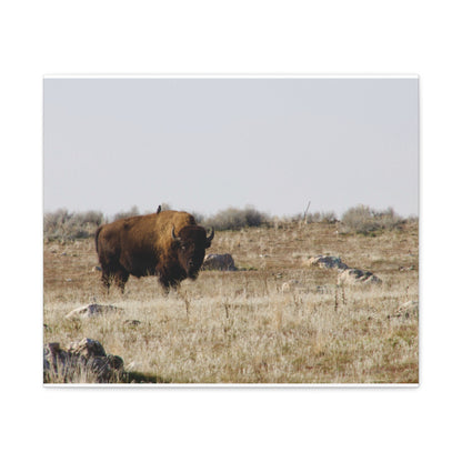Bison Canvas