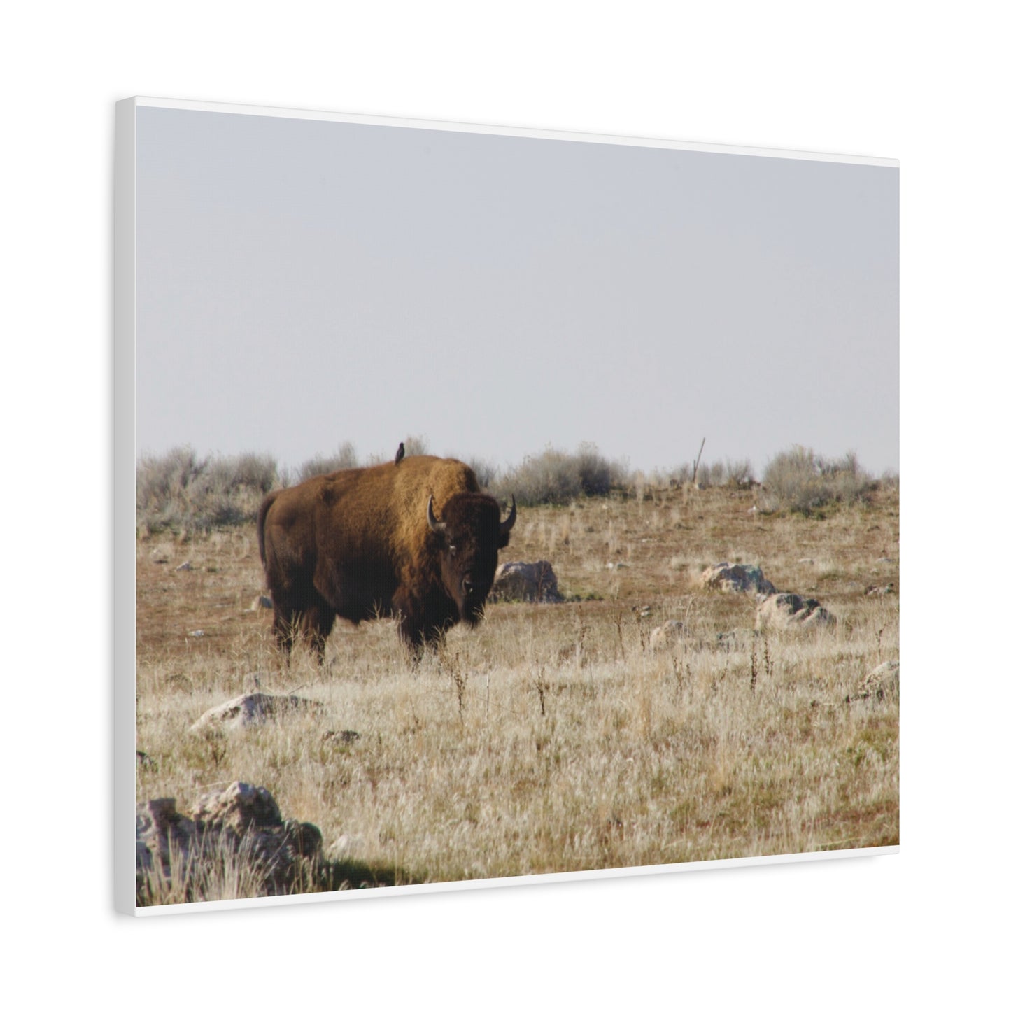 Bison Canvas
