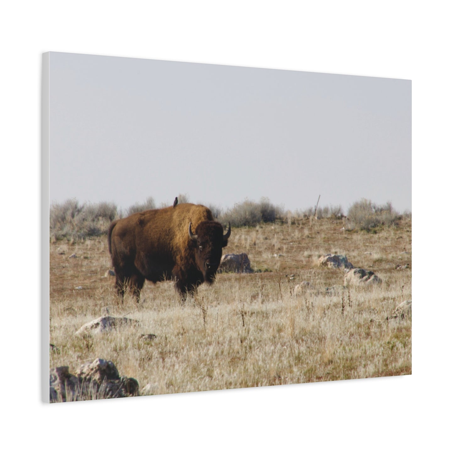 Bison Canvas