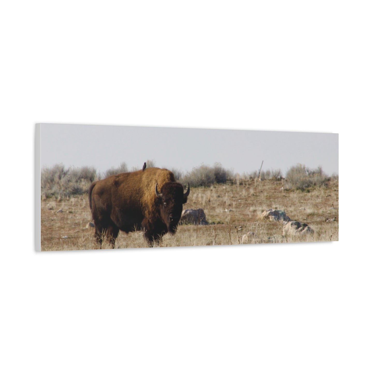 Bison Canvas