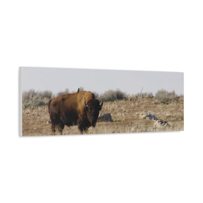 Bison Canvas