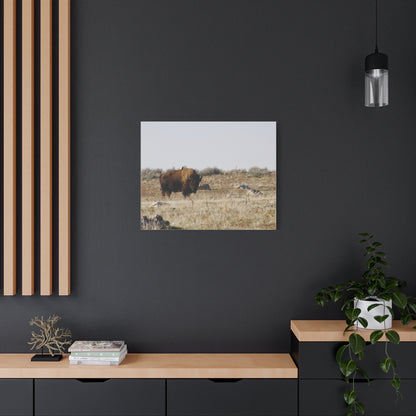 Bison Canvas