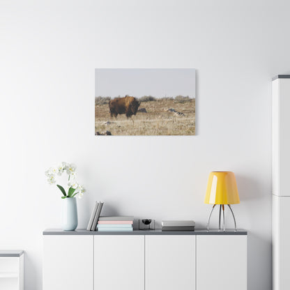 Bison Canvas