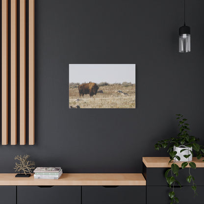 Bison Canvas