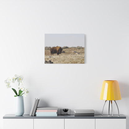 Bison Canvas