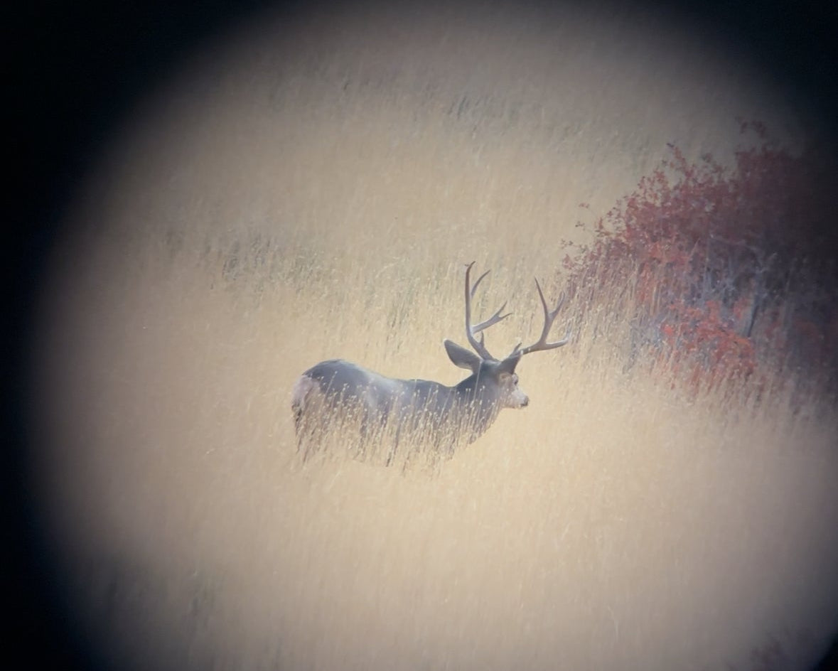 Deer in a field viewed through a scope lens